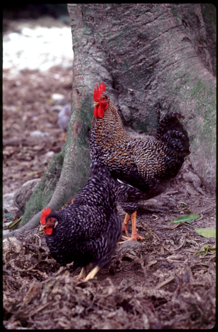 [Image: cocks.jpg]