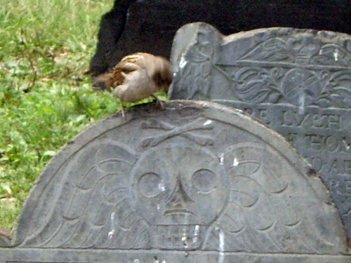 Spooky Sparrow - Granary Burying Ground - Park Street, Boston MA