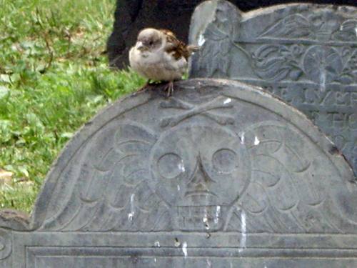 Spooky Sparrow - Granary Burying Ground - Park Street, Boston MA