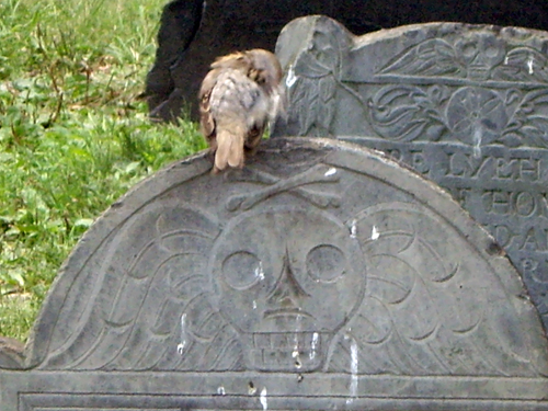 Spooky Sparrow - Granary Burying Ground - Park Street, Boston MA