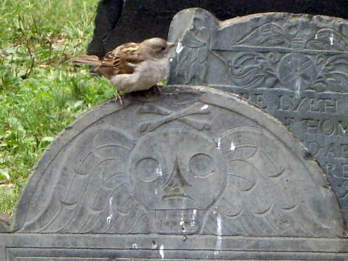 Spooky Sparrow - Granary Burying Ground - Park Street, Boston MA