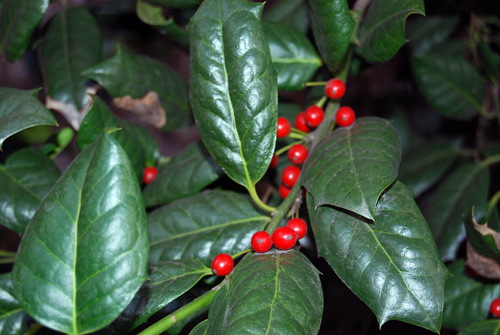 Bear Garden Holly
