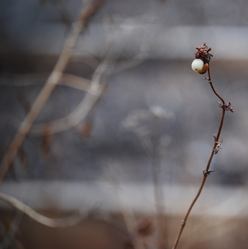 Seed Pod
