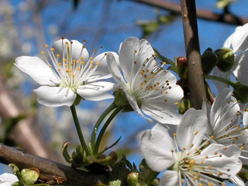 Flatbush Cherry Blossoms
