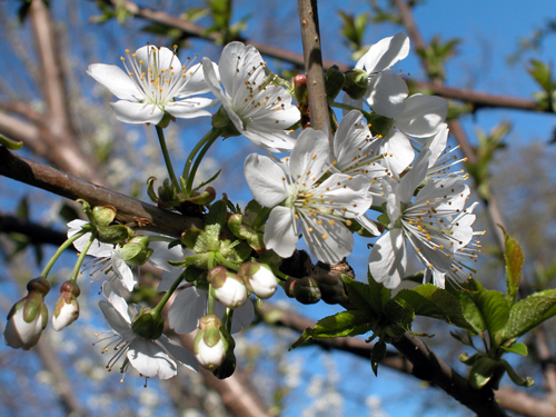 Flatbush Cherry Blossoms