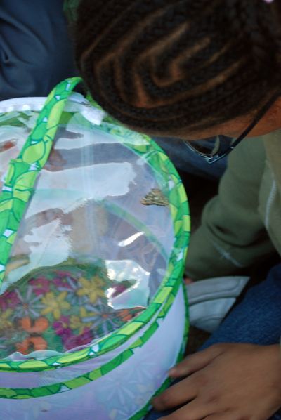 Butterfly Liberation Day