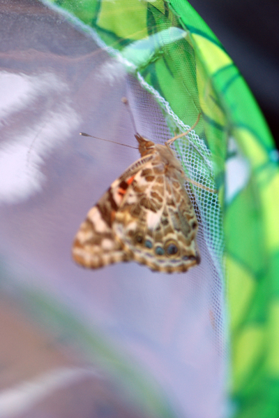 Butterfly Liberation Day