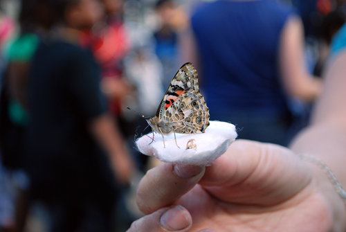 Butterfly Liberation Day