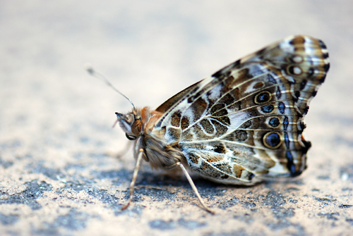 Butterfly Liberation Day