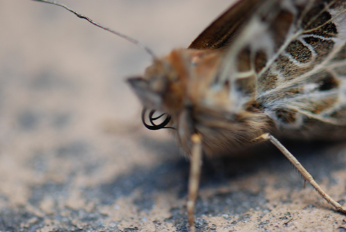 Butterfly Liberation Day