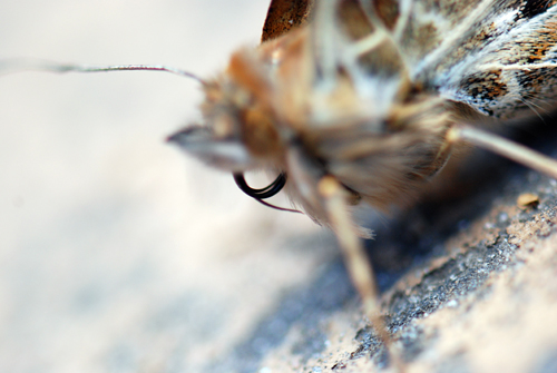 Butterfly Liberation Day