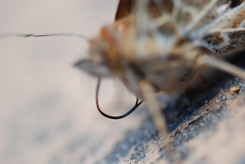 Butterfly Liberation Day
