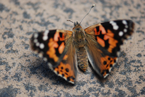 Butterfly Liberation Day