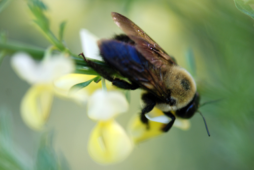 Bee Close