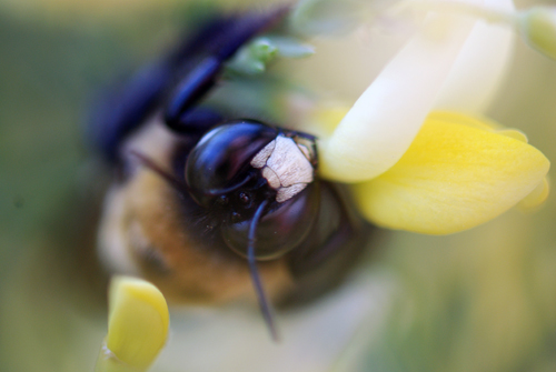 Bee Close