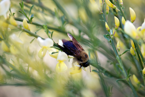 Bee Close