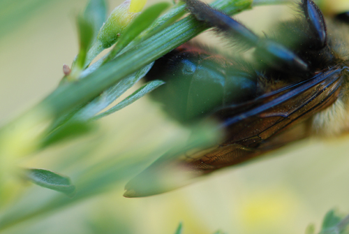 Bee Close