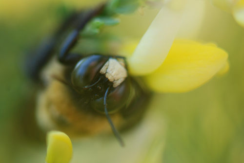Bee Close