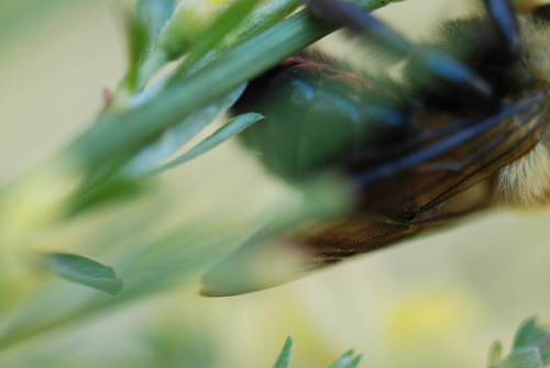 Bee Close