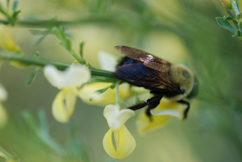 Bee Close