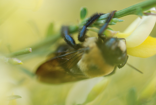 Bee Close