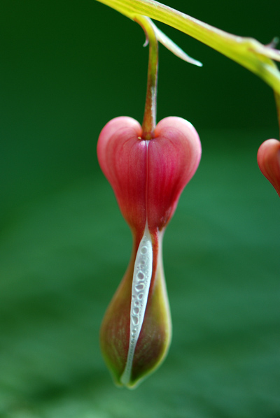 Flatbush Bleeding Hearts