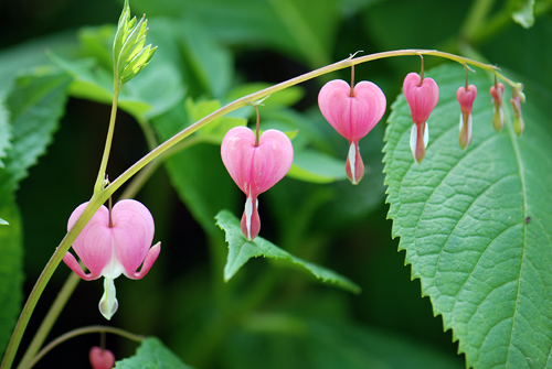 Flatbush Bleeding Hearts