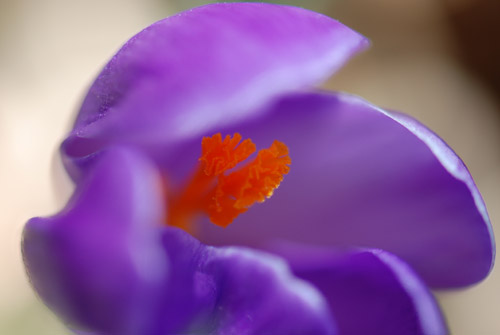 Flatbush Crocus