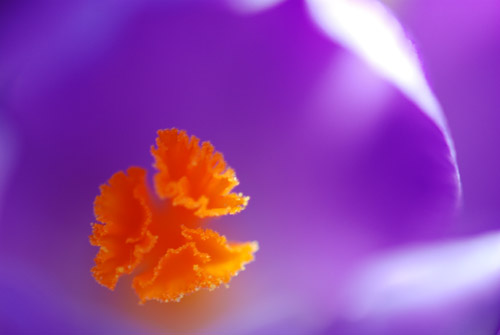 Flatbush Crocus