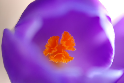 Flatbush Crocus
