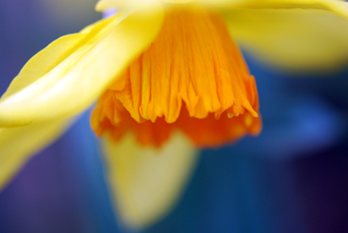 Flatbush Daffs