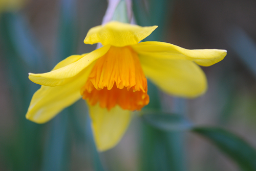 Flatbush Daffs