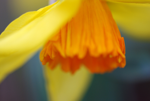 Flatbush Daffs