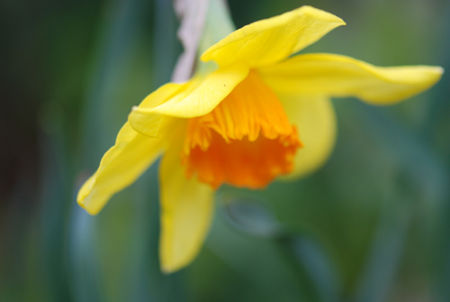 Flatbush Daffs
