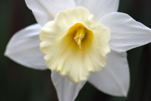 Flatbush Daffs