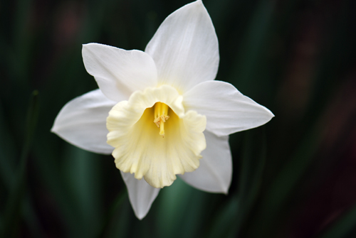 Flatbush Daffs