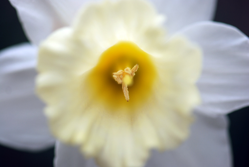 Flatbush Daffs