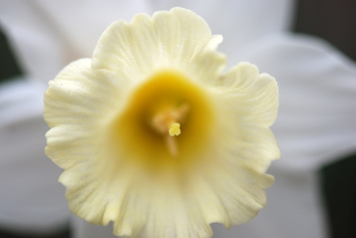 Flatbush Daffs