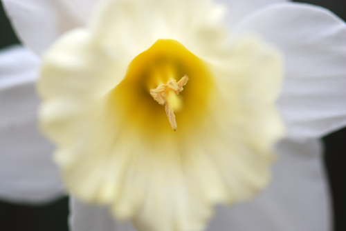 Flatbush Daffs