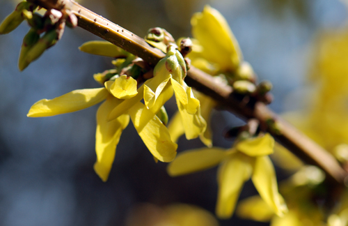 Flatbush Forsythia