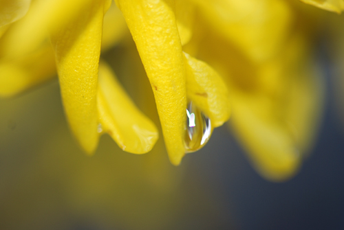 Wet Flatbush Forsythia