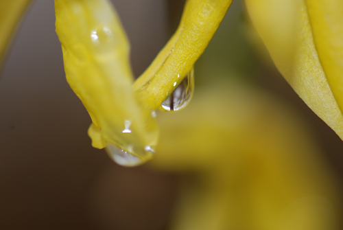 Wet Flatbush Forsythia