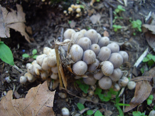 Flatbush Fungi