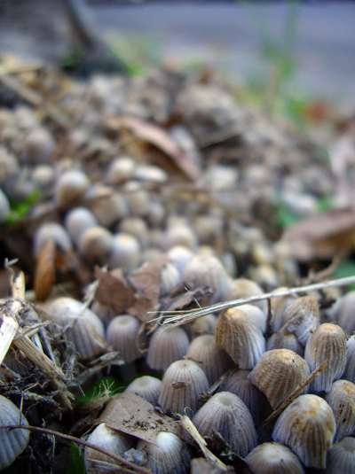 Flatbush Fungi