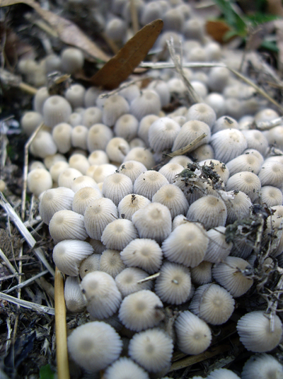 Flatbush Fungi