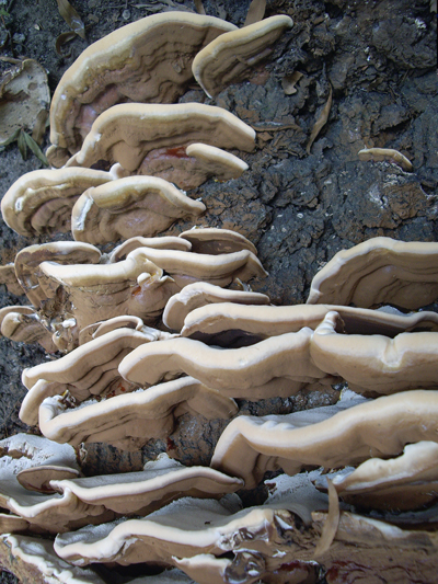 Flatbush Fungi