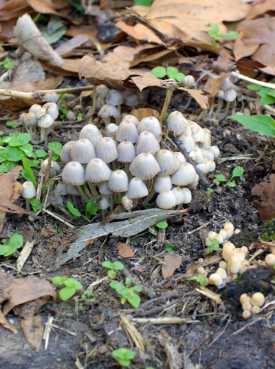 Flatbush Fungi