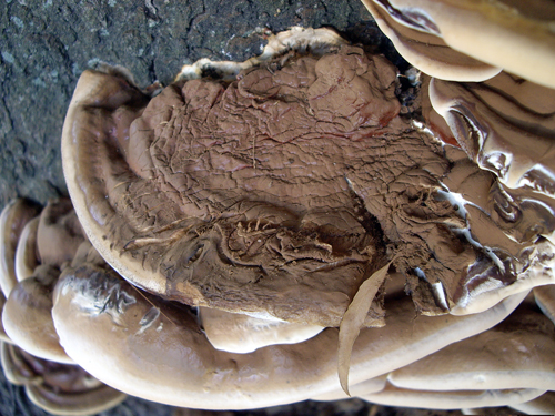 Flatbush Fungi