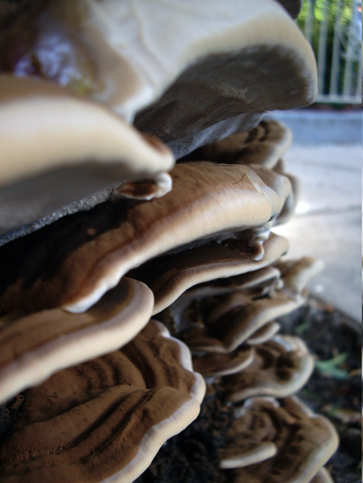 Flatbush Fungi