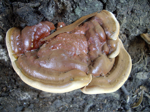 Flatbush Fungi